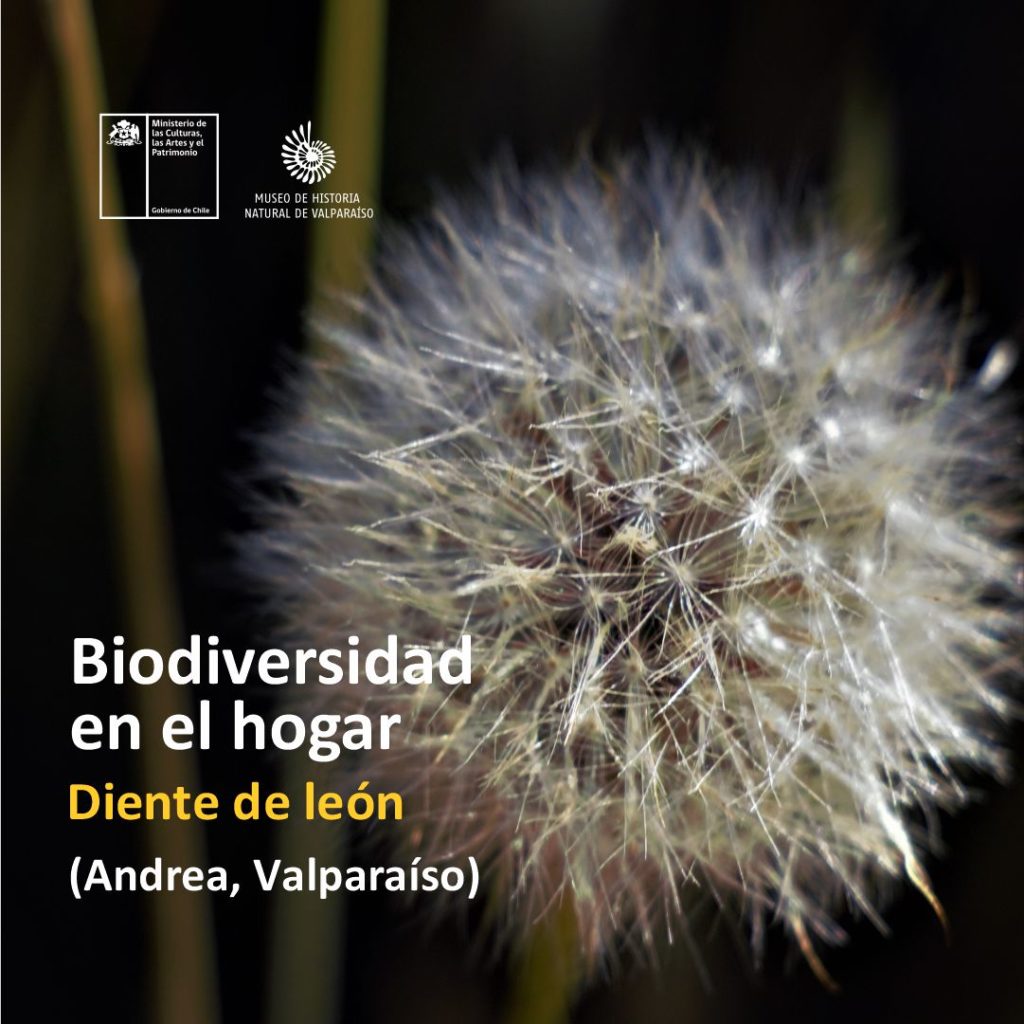 Mediación en Cuarentena, Biodiversidad en el hogar